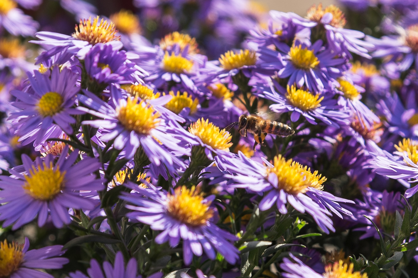 Осеннее лето