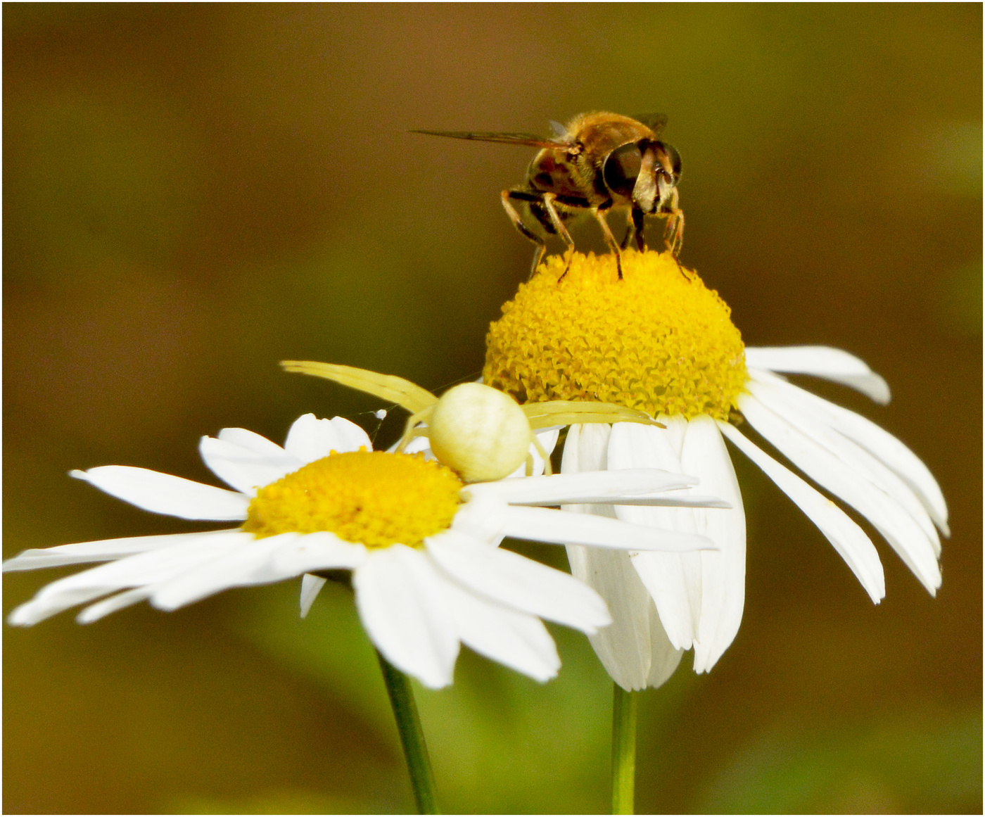 Случайные соседи.