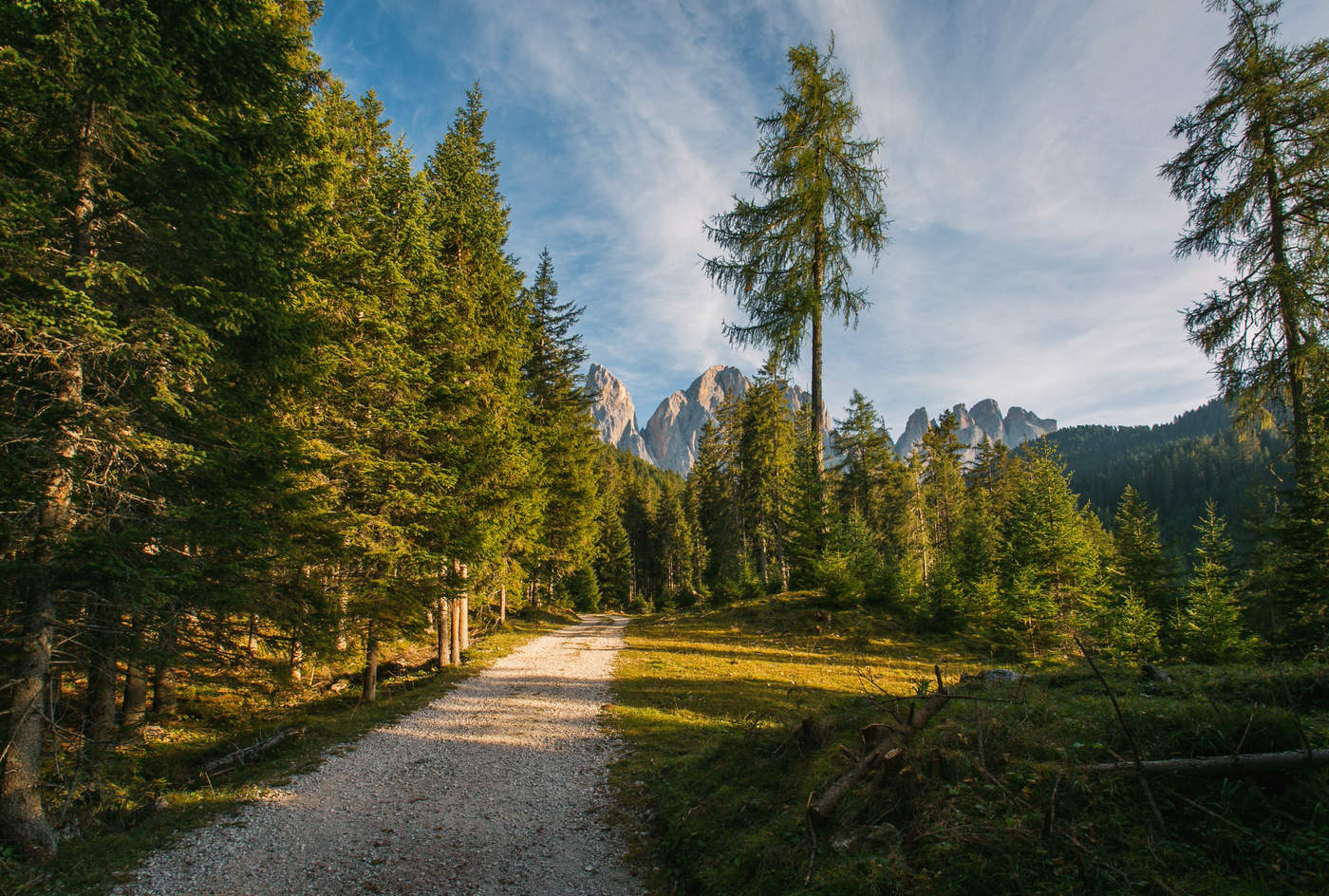 Вечер в лесу