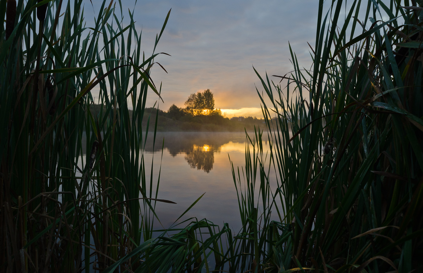 За рогозом рассвет