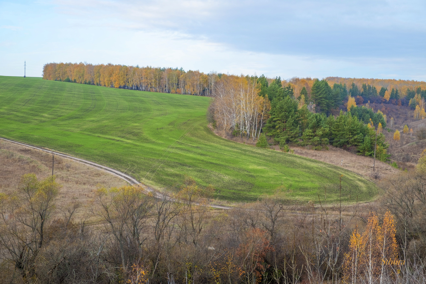 Зелёное поле осени.