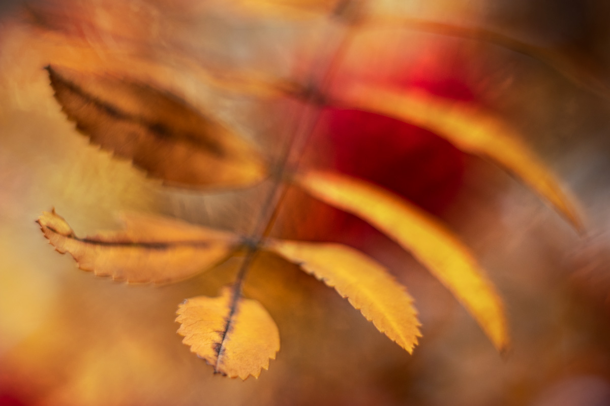 душа осени...