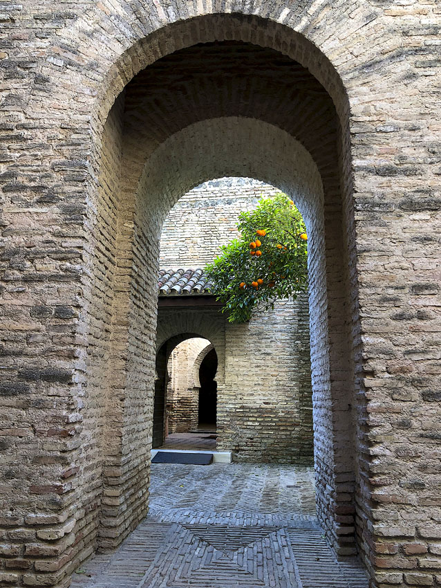 Этюд с апельсиновым деревом