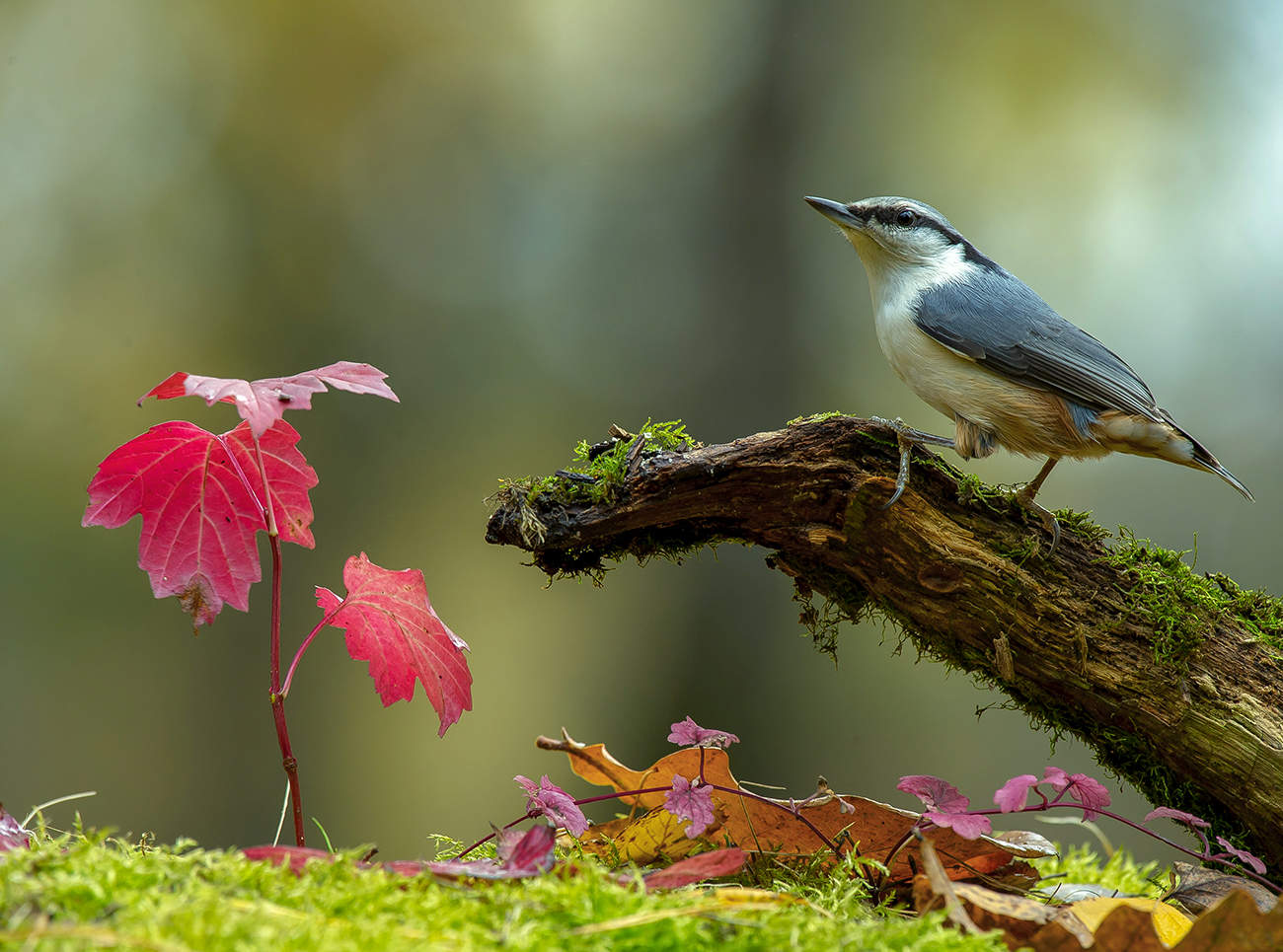Лесная зарисовка