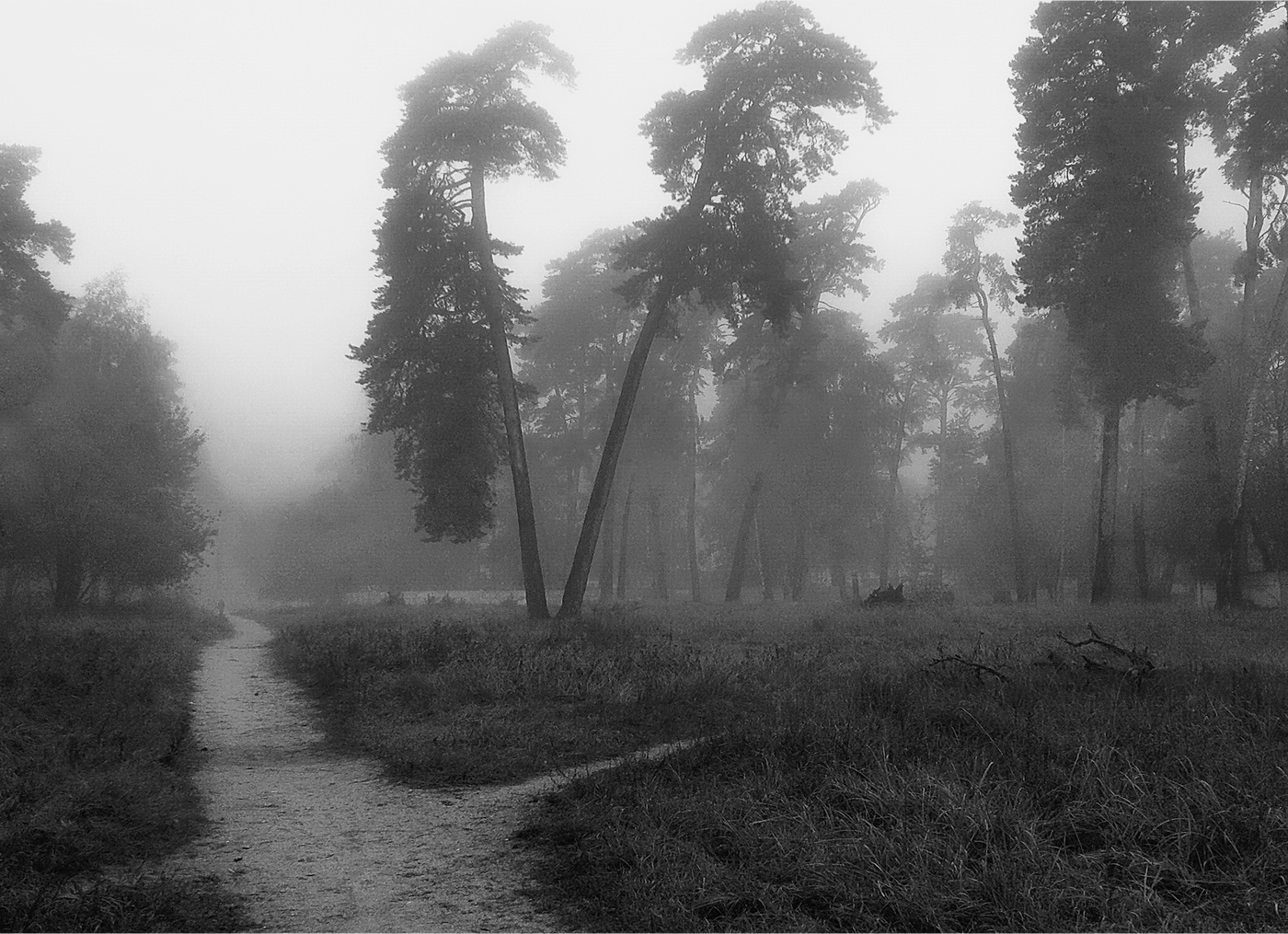 Монохромное утро осени