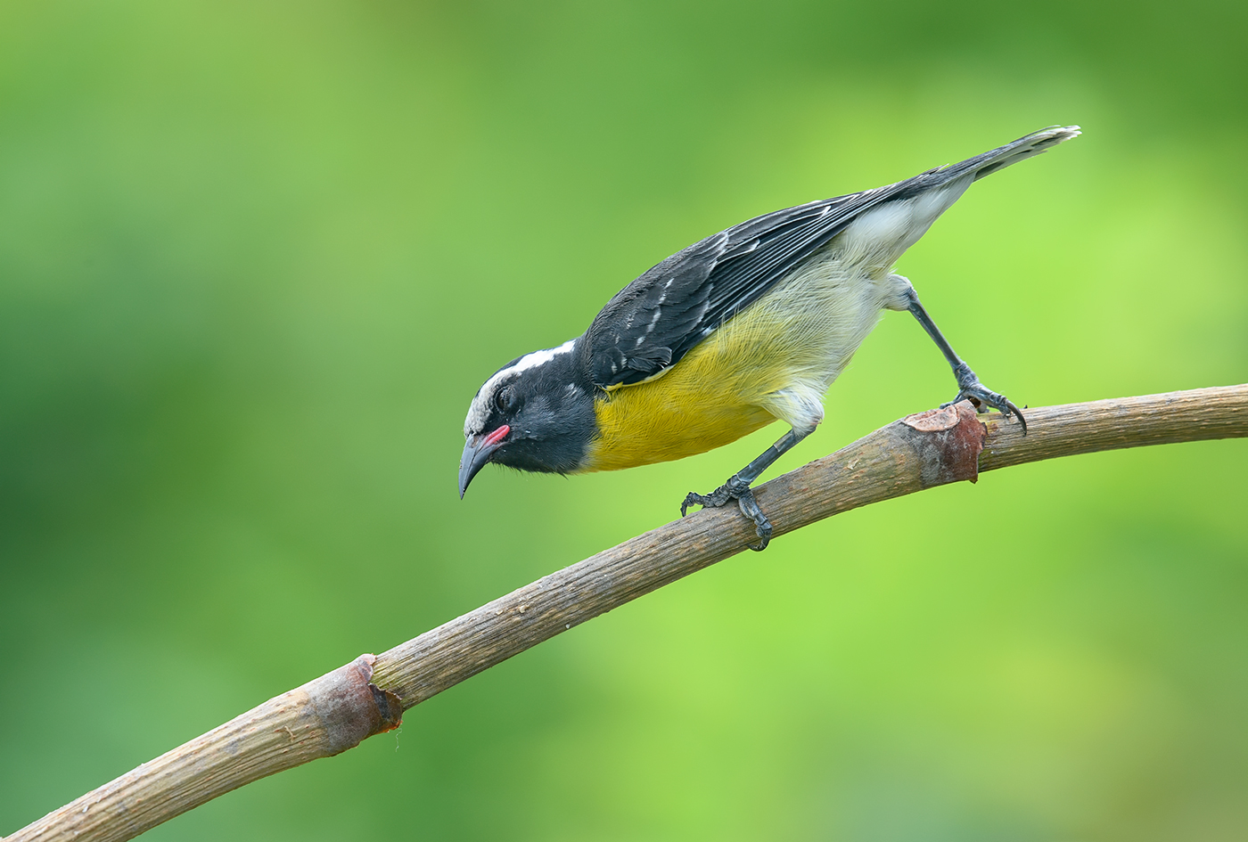 Bananaquit