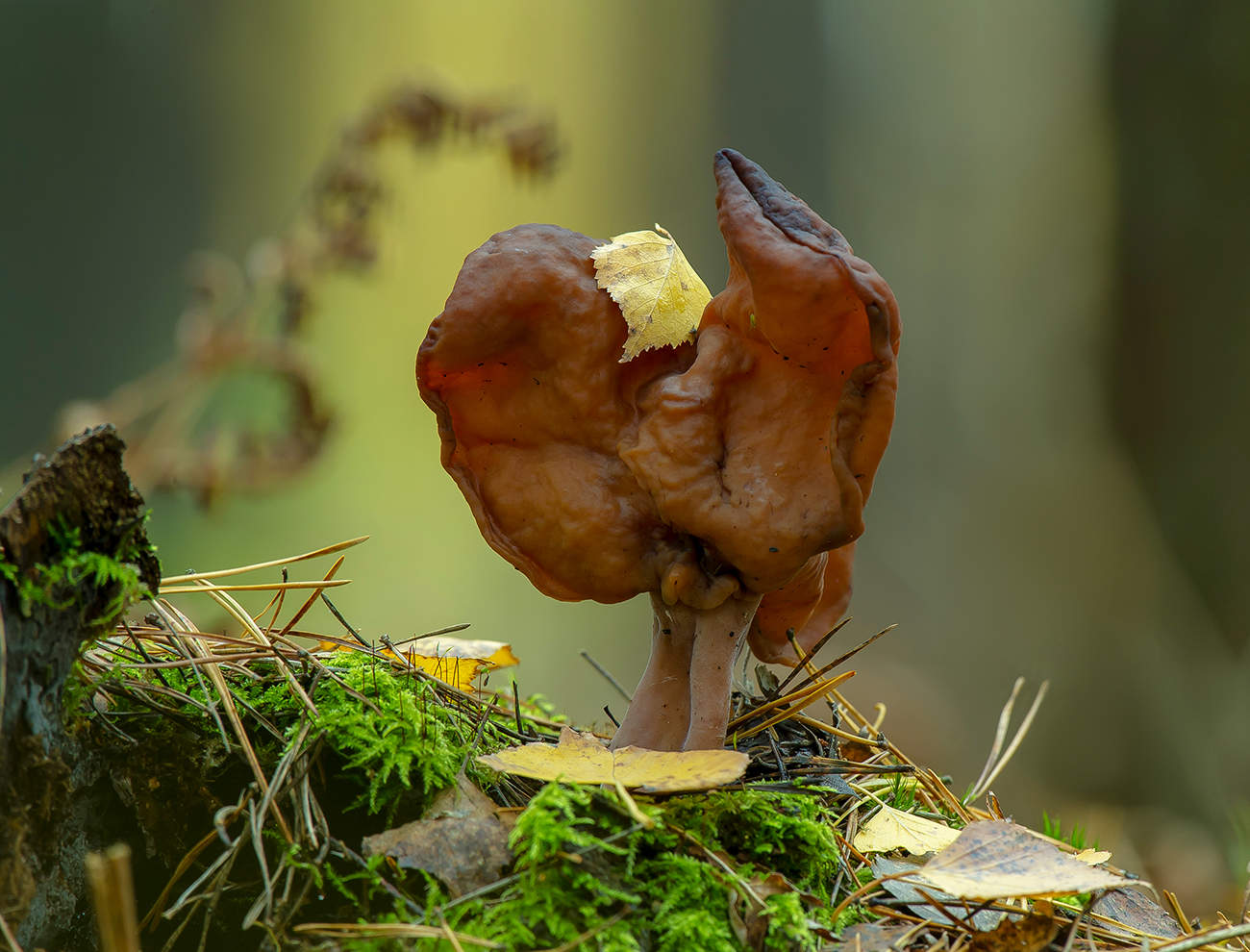 Строчок осенний