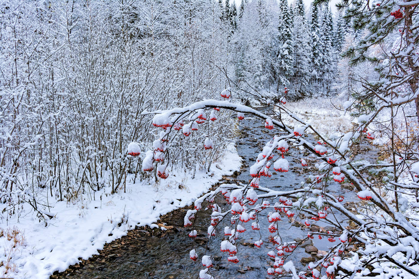 Первый снег