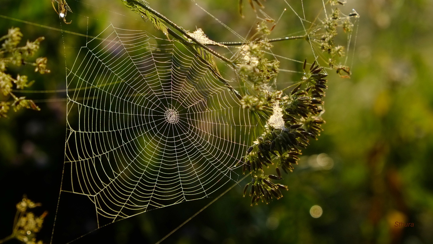 Творчество паука.