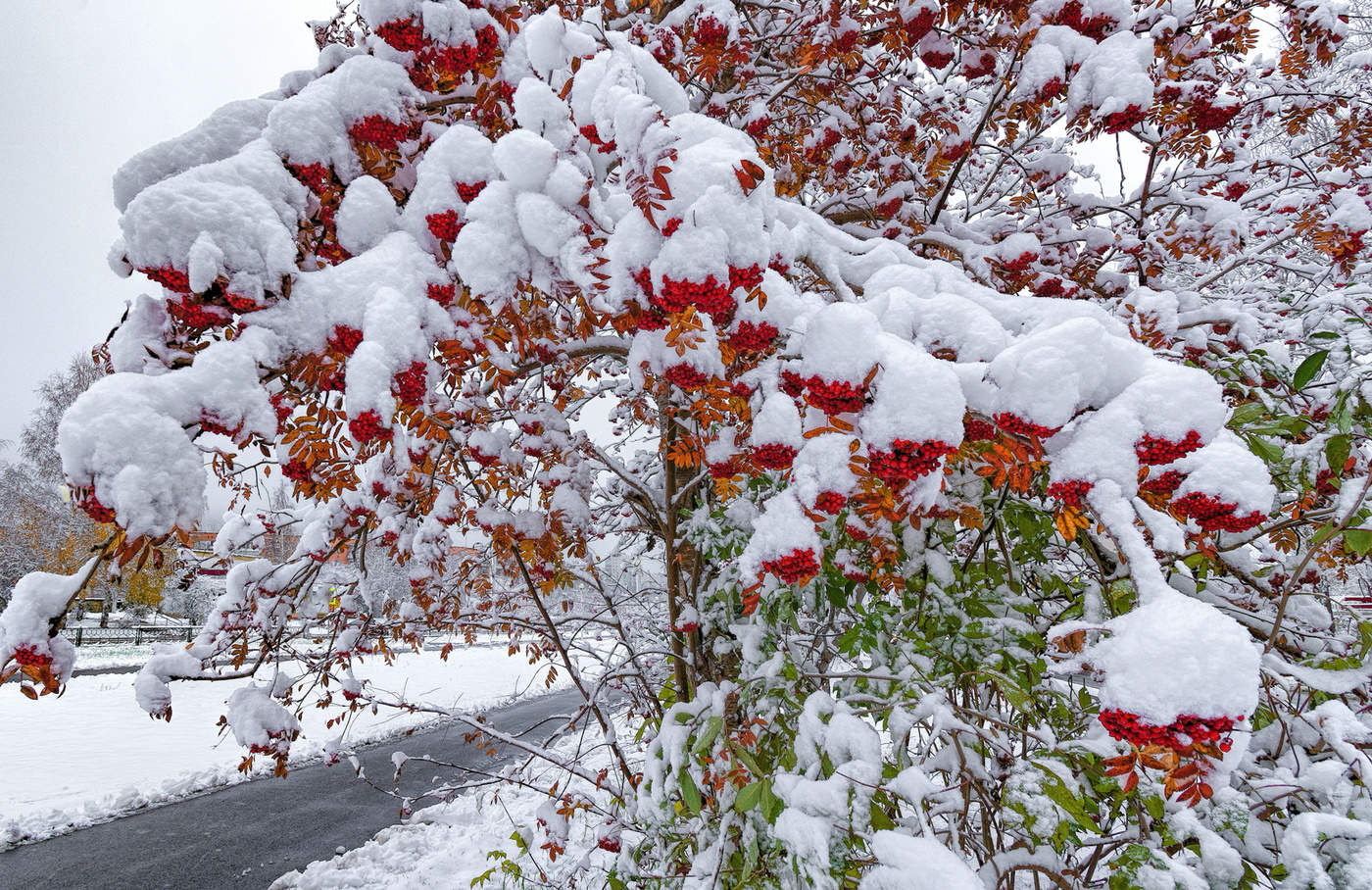 Нежданная зима