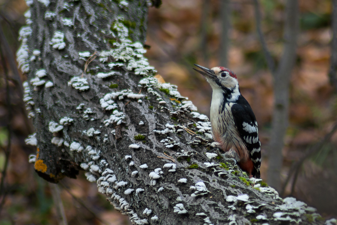 Белоспинный дятел