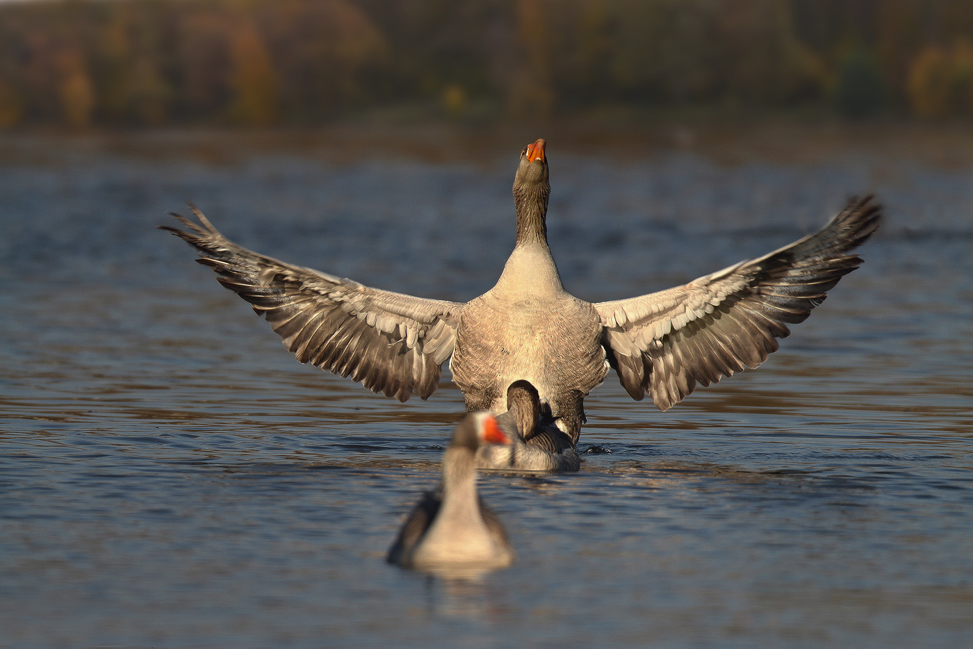 Безлимитищееееее..)