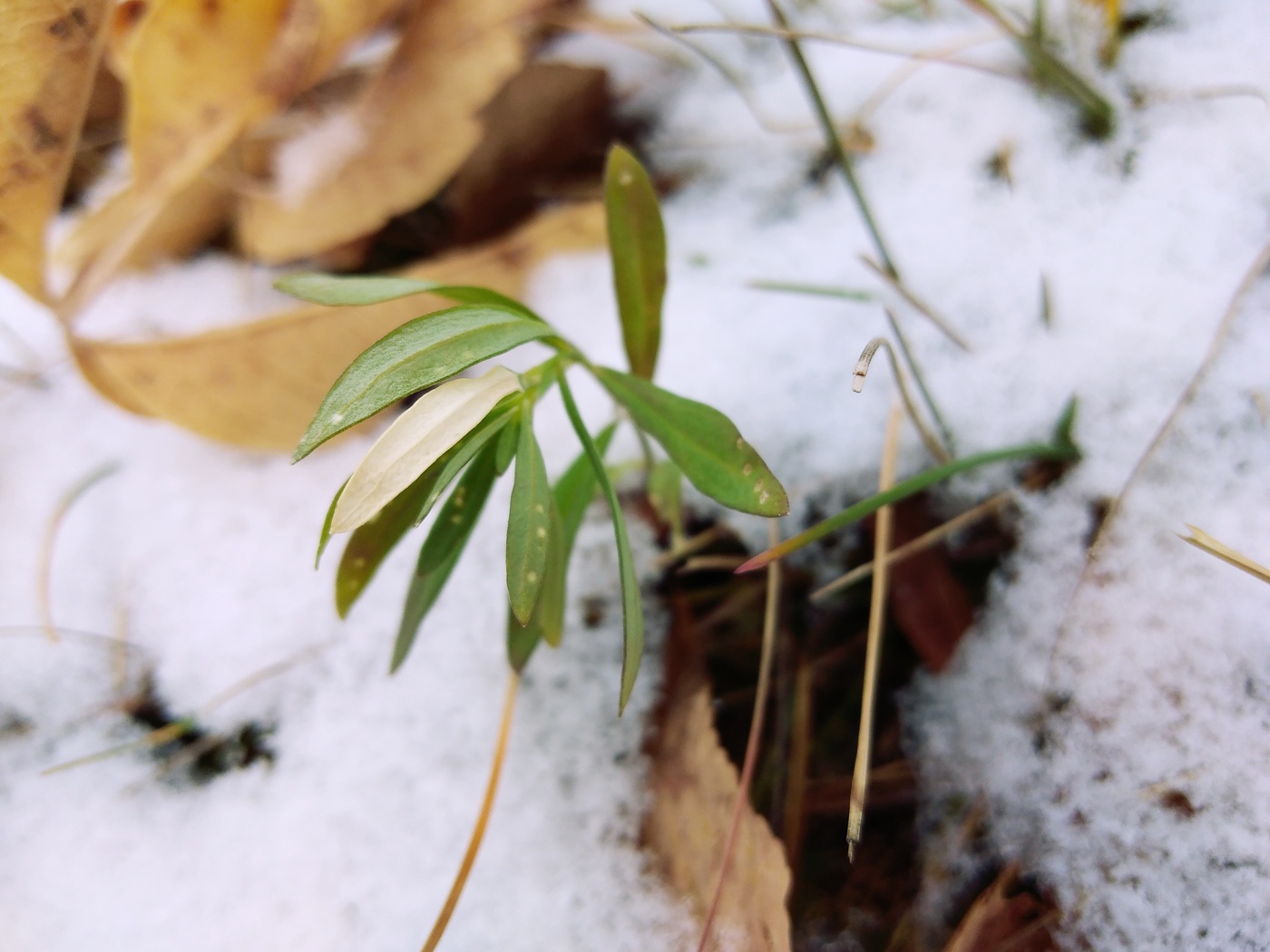 А трава ещё зелёная На исходе октября.