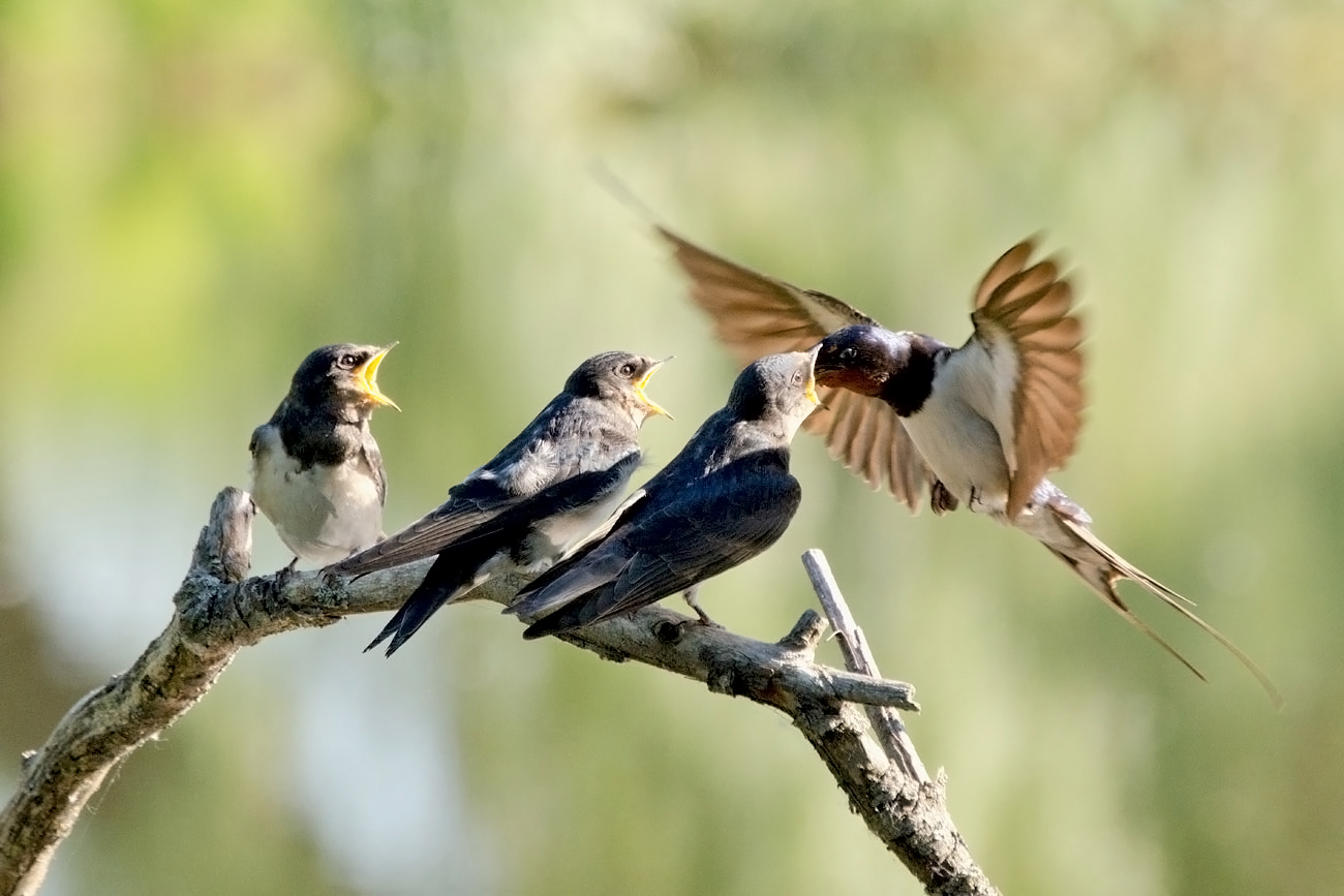 Служба срочной доставки