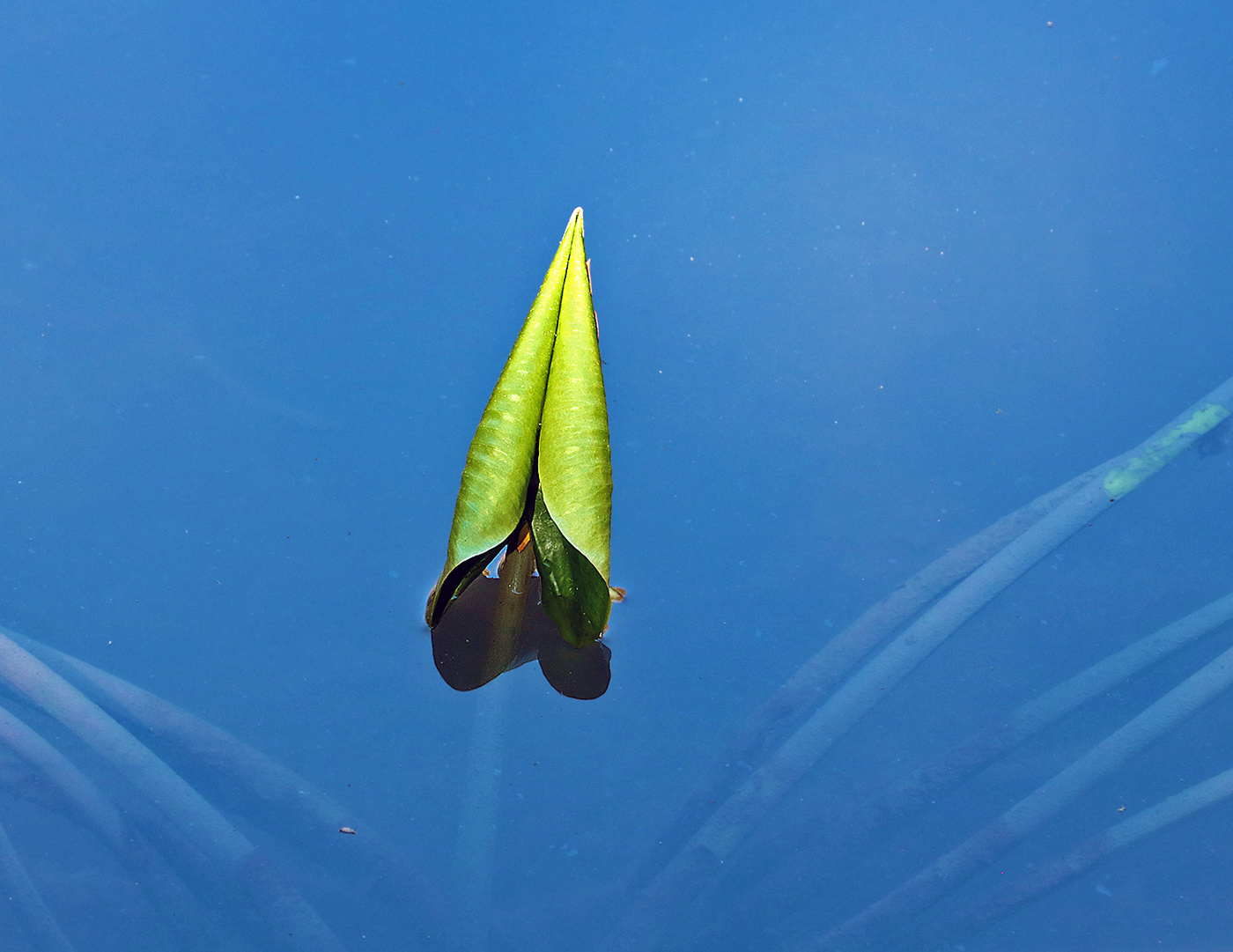 Зелёный кораблик