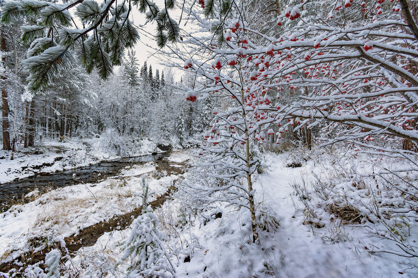 Засыпанный снегом лес