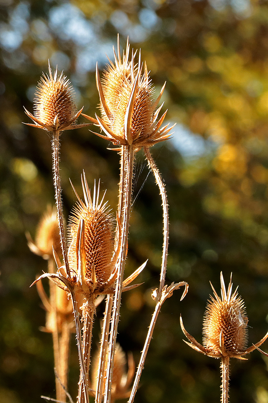 Осенние "ёжики"