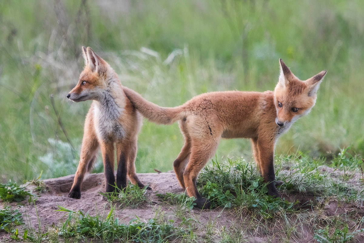 Давай в догонялки!