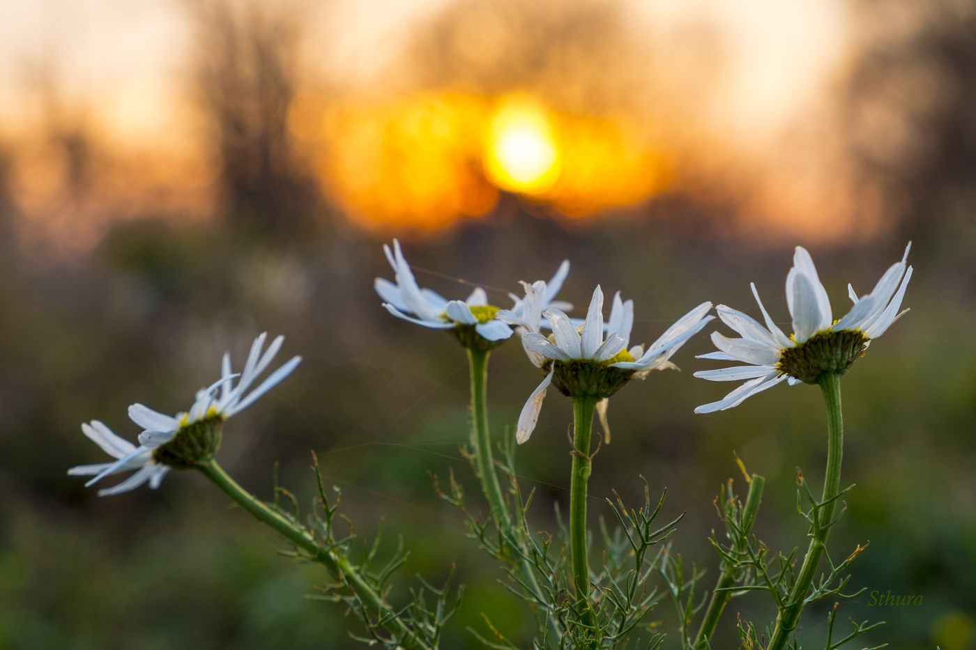 Осенние ромашки.