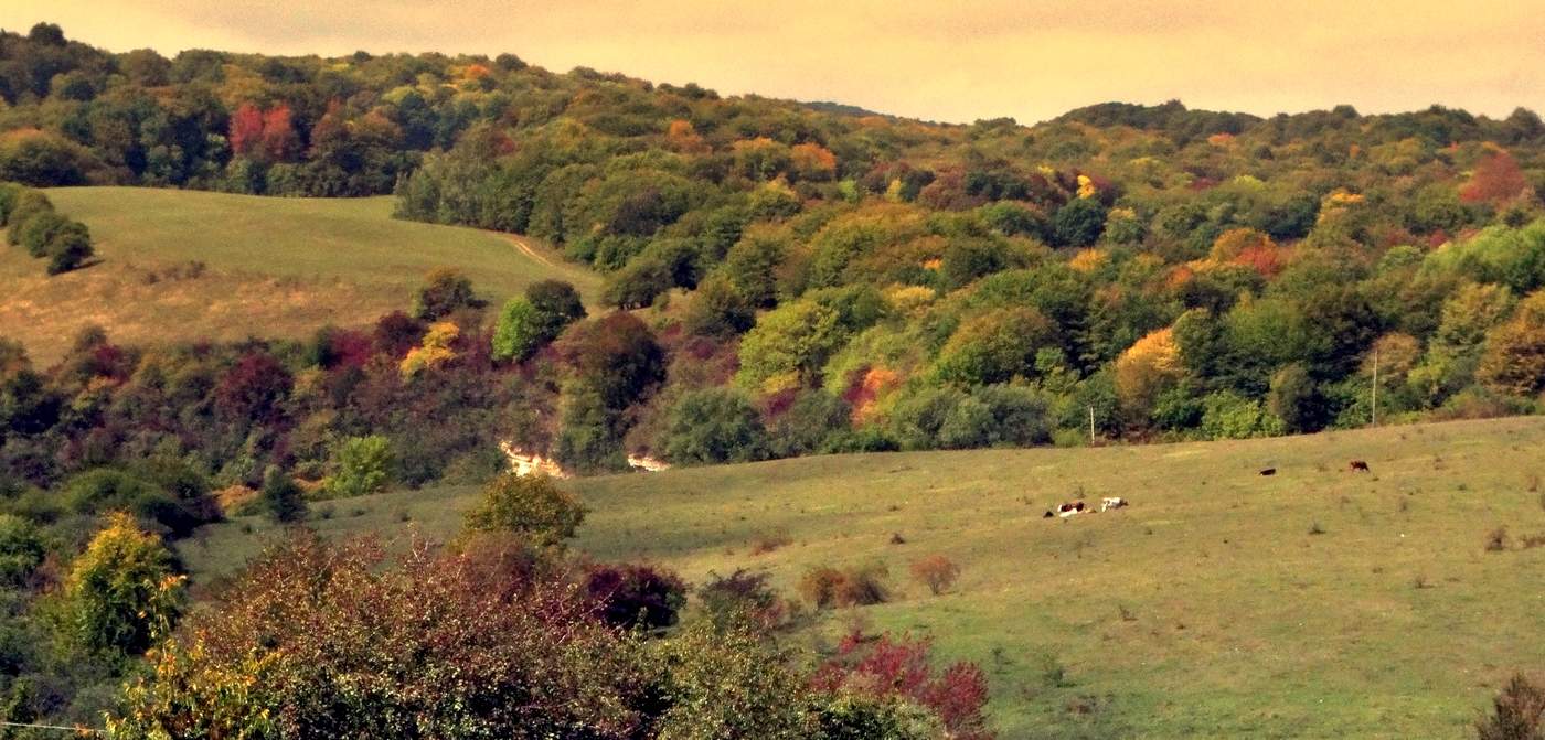 Палитра осенних красок