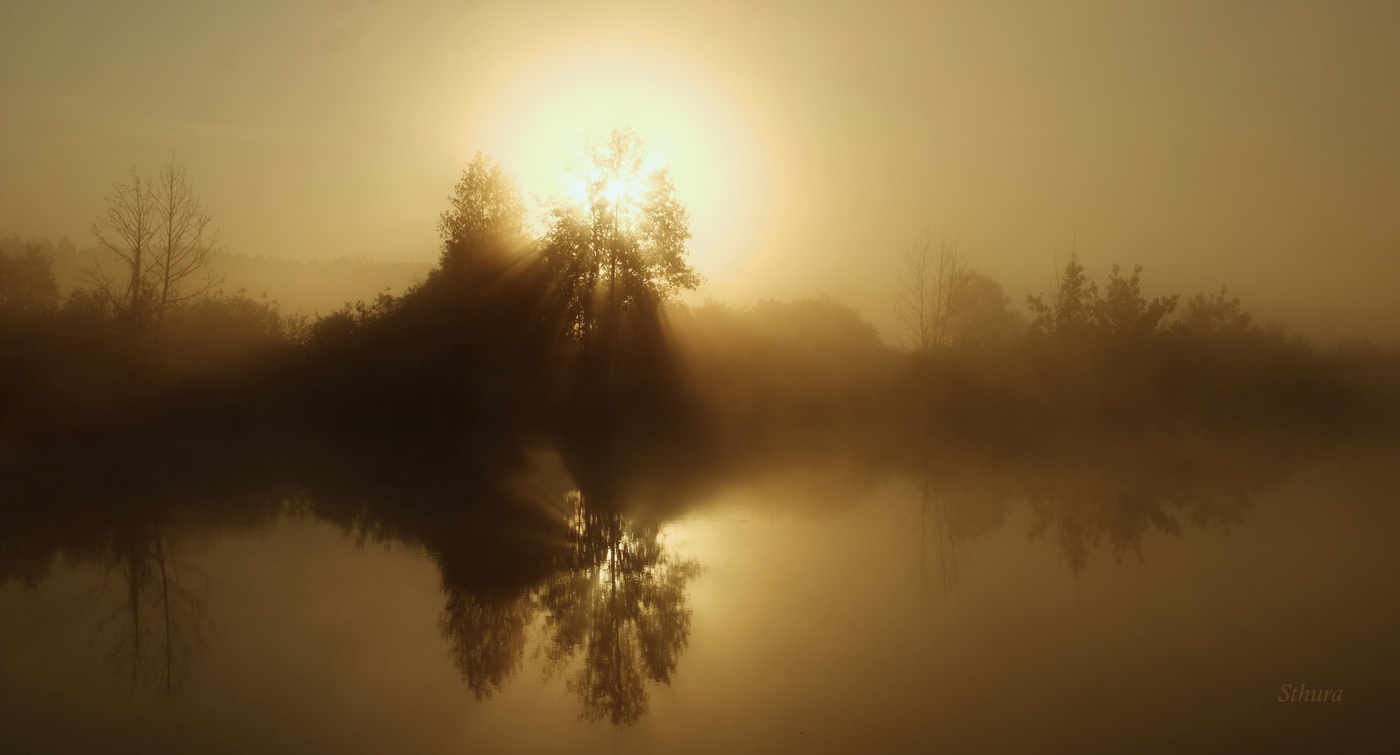 Солнце запуталось в ветвях.