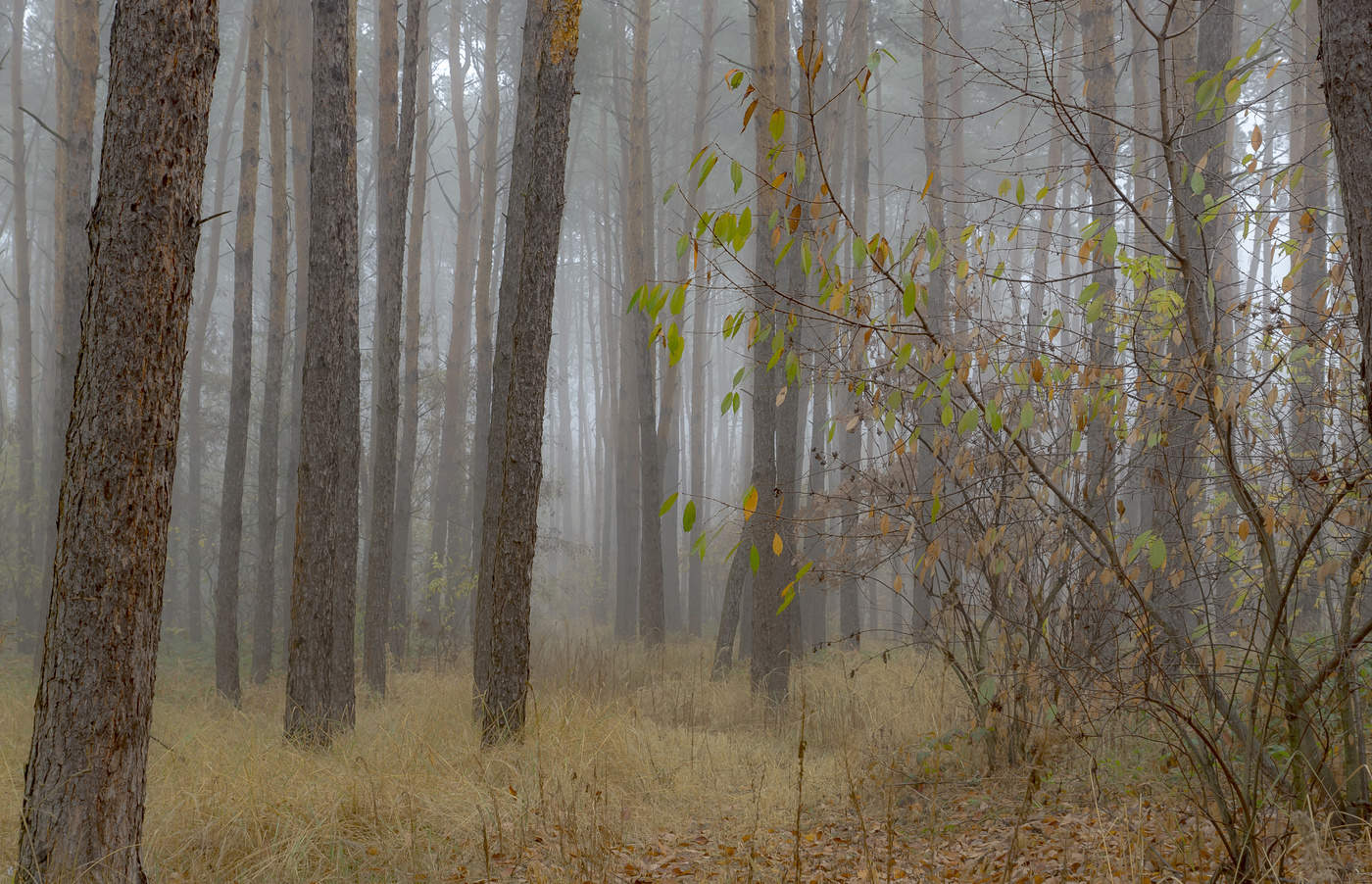 Украинская осень