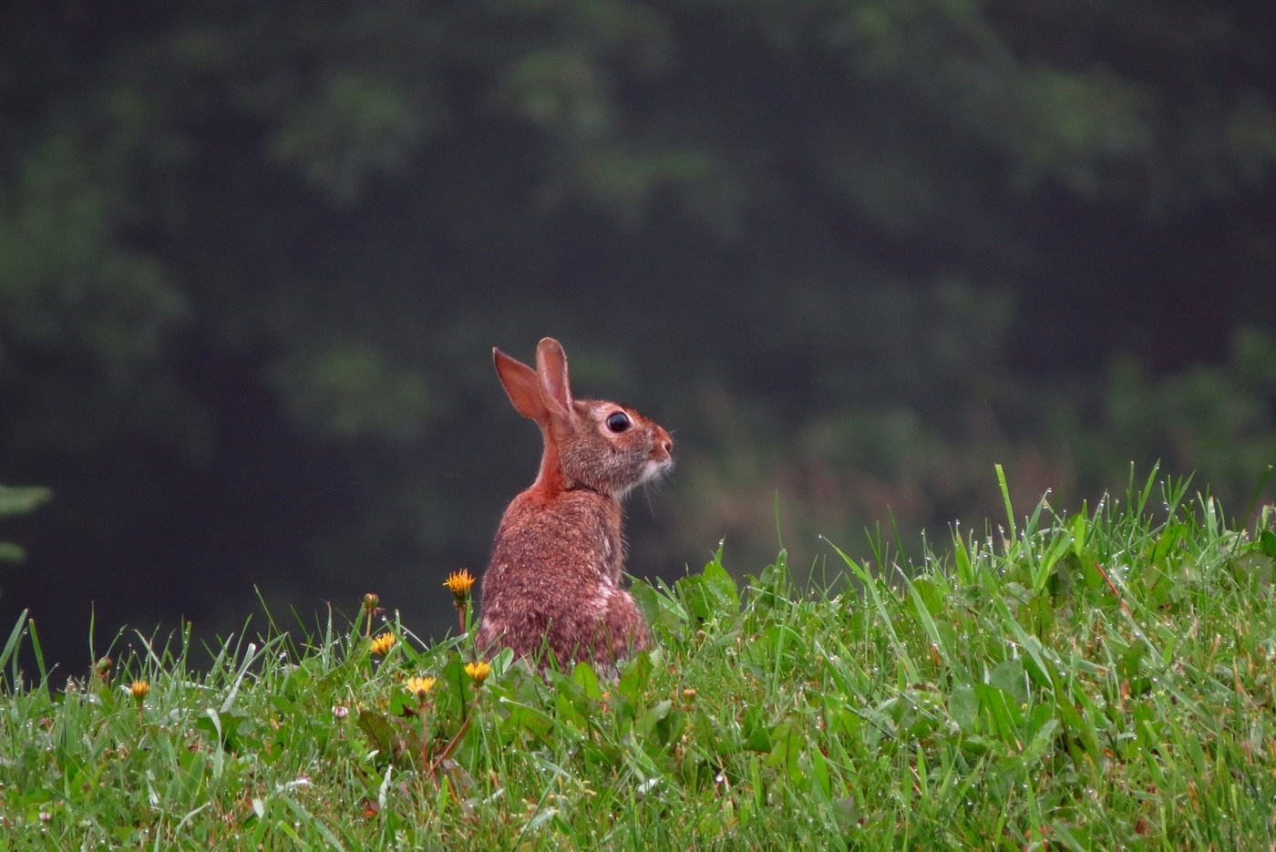 Основной элемент