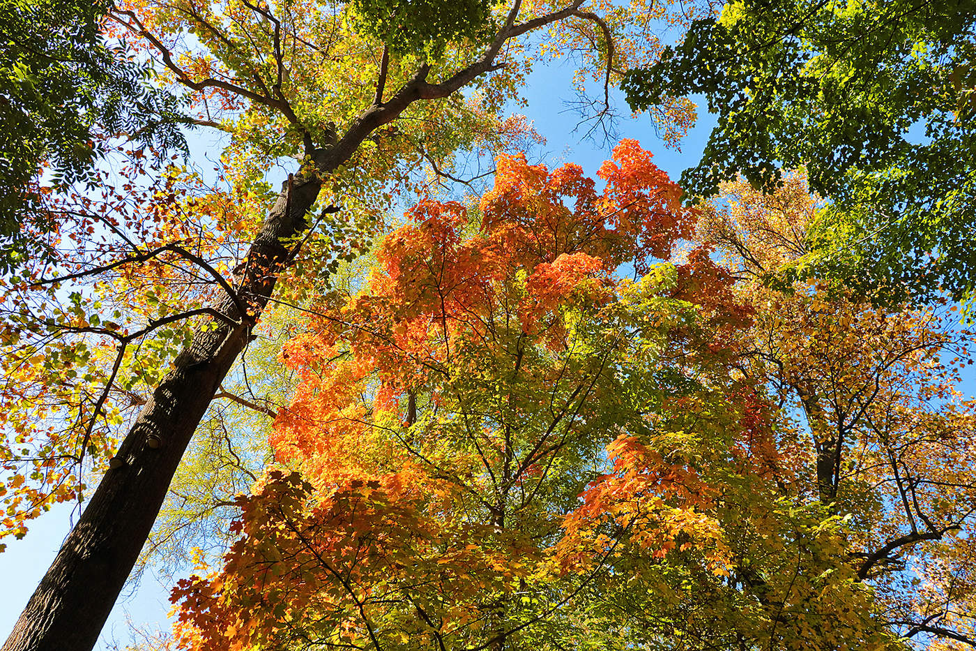 Взгляд в осеннее небо