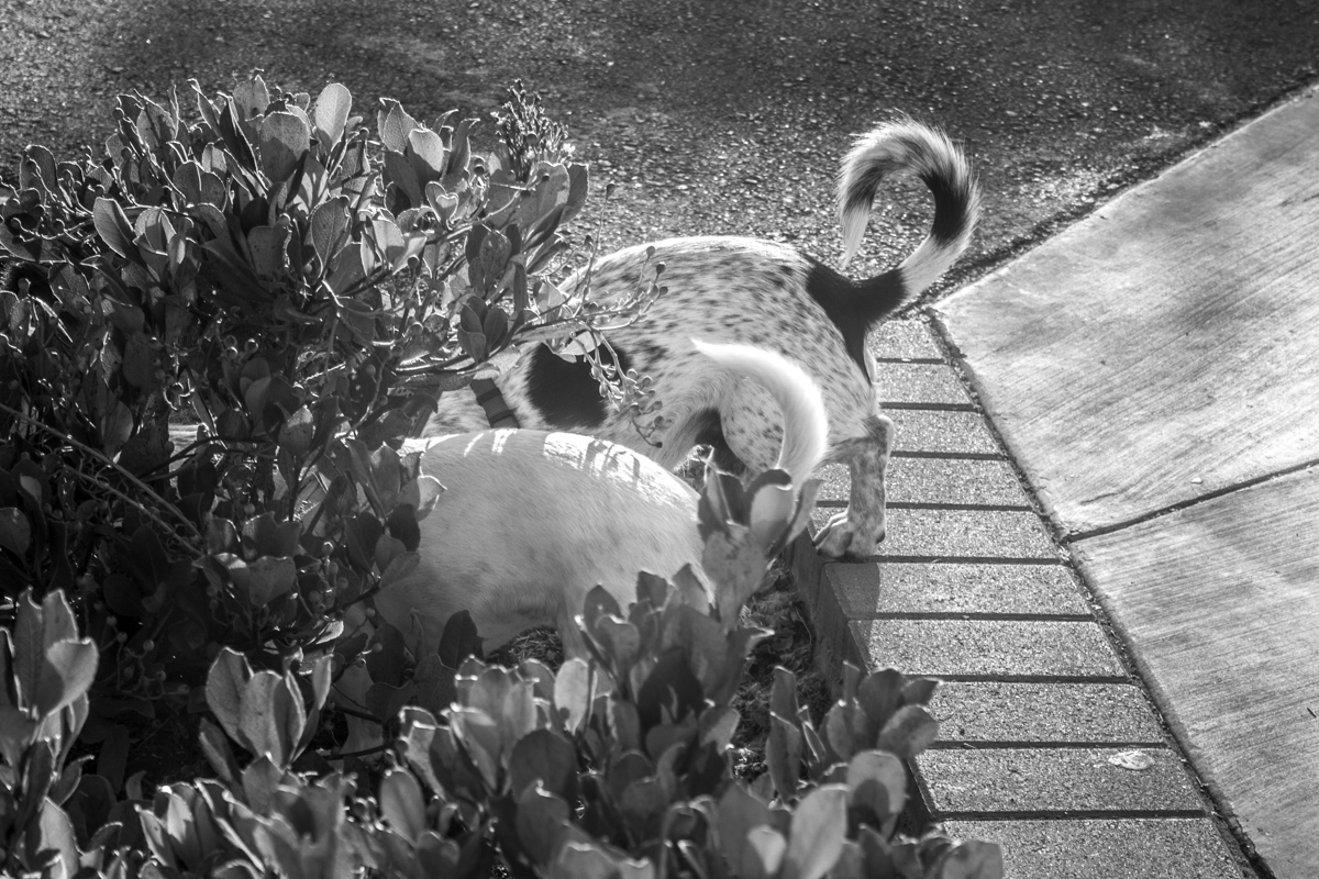 Основной элемент