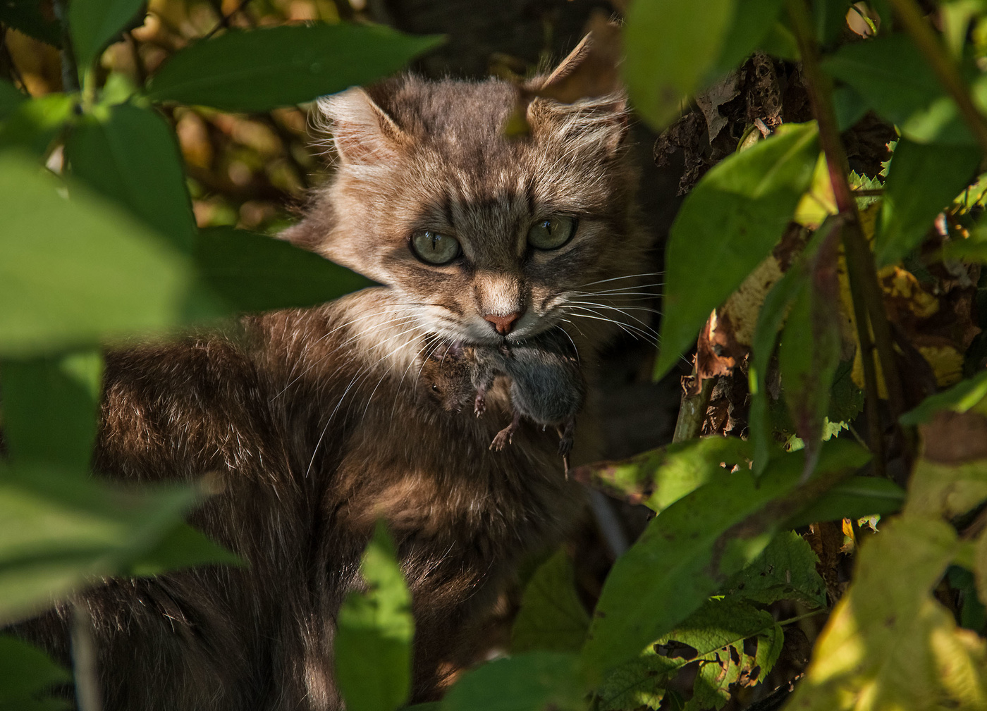 Основной элемент