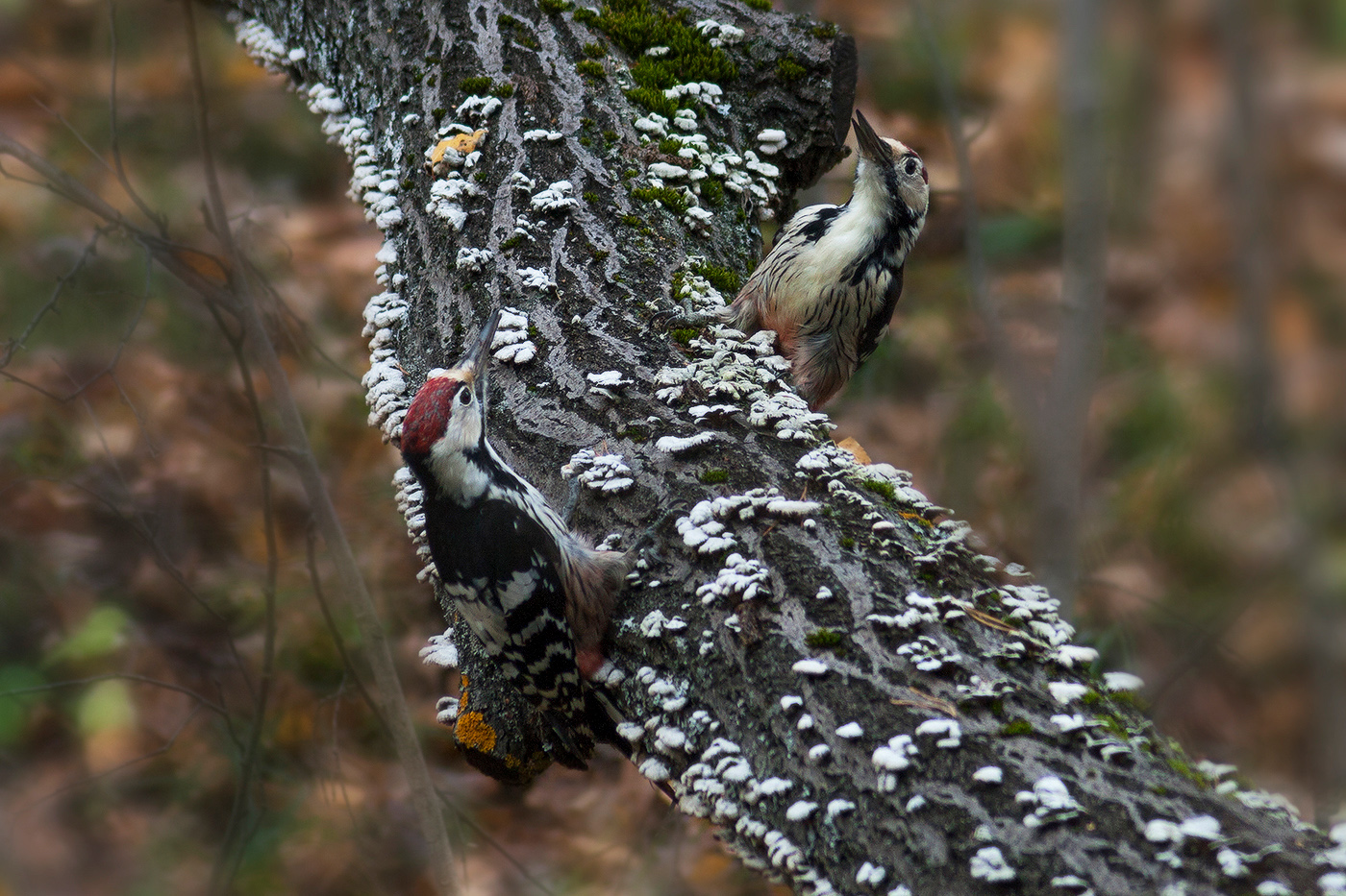 Противостояние