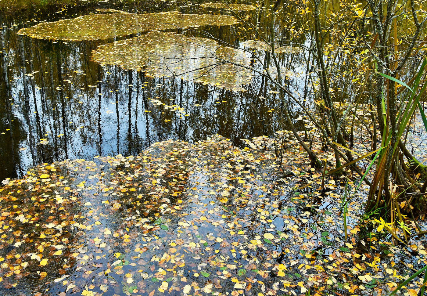 "Осень - это кашель постаревшего поэта ..."