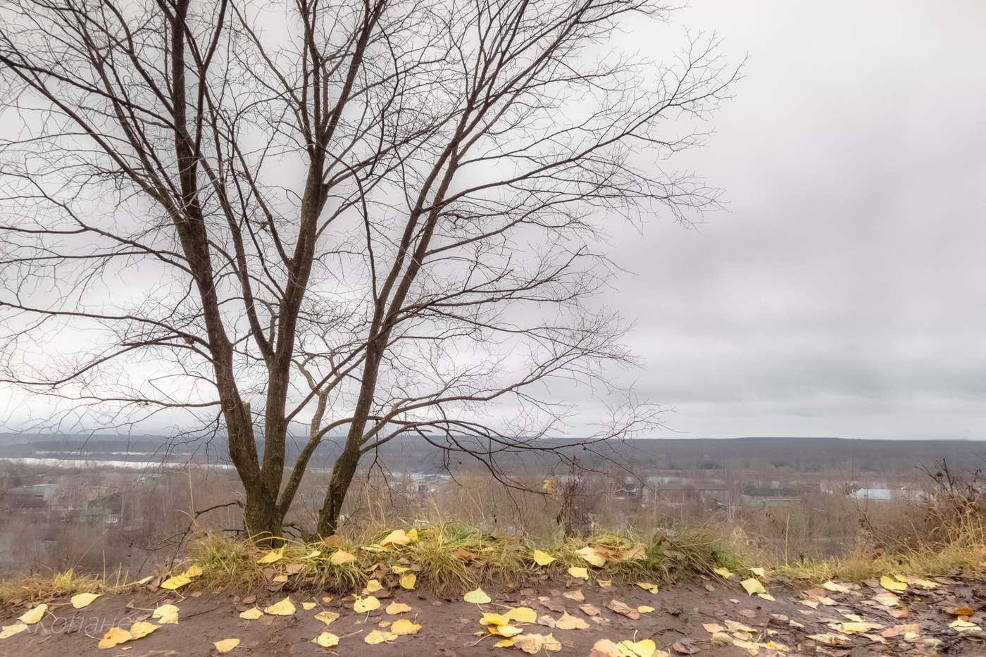 Роняет листья осень