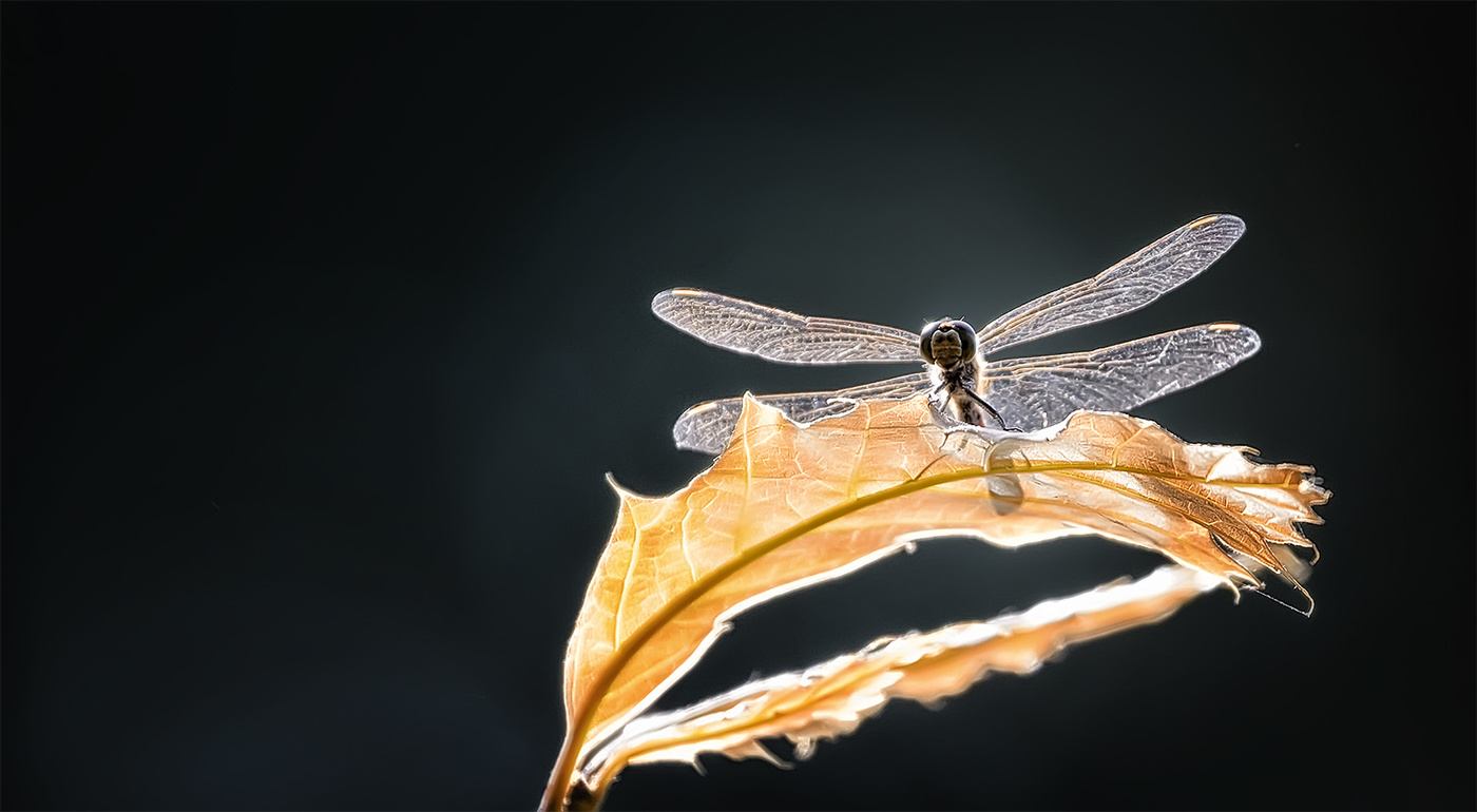 Мягкая посадка