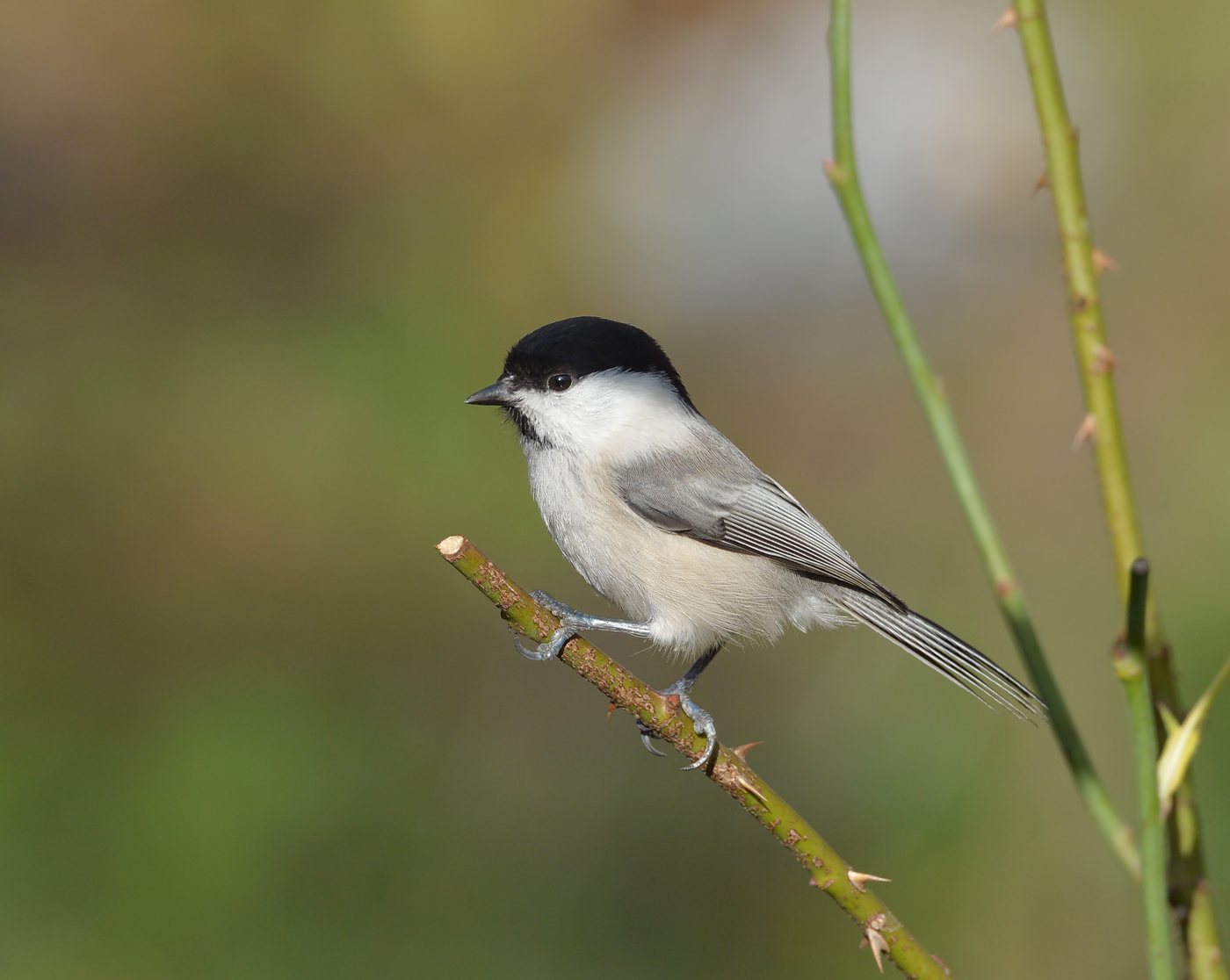 Черноголовая гаичка