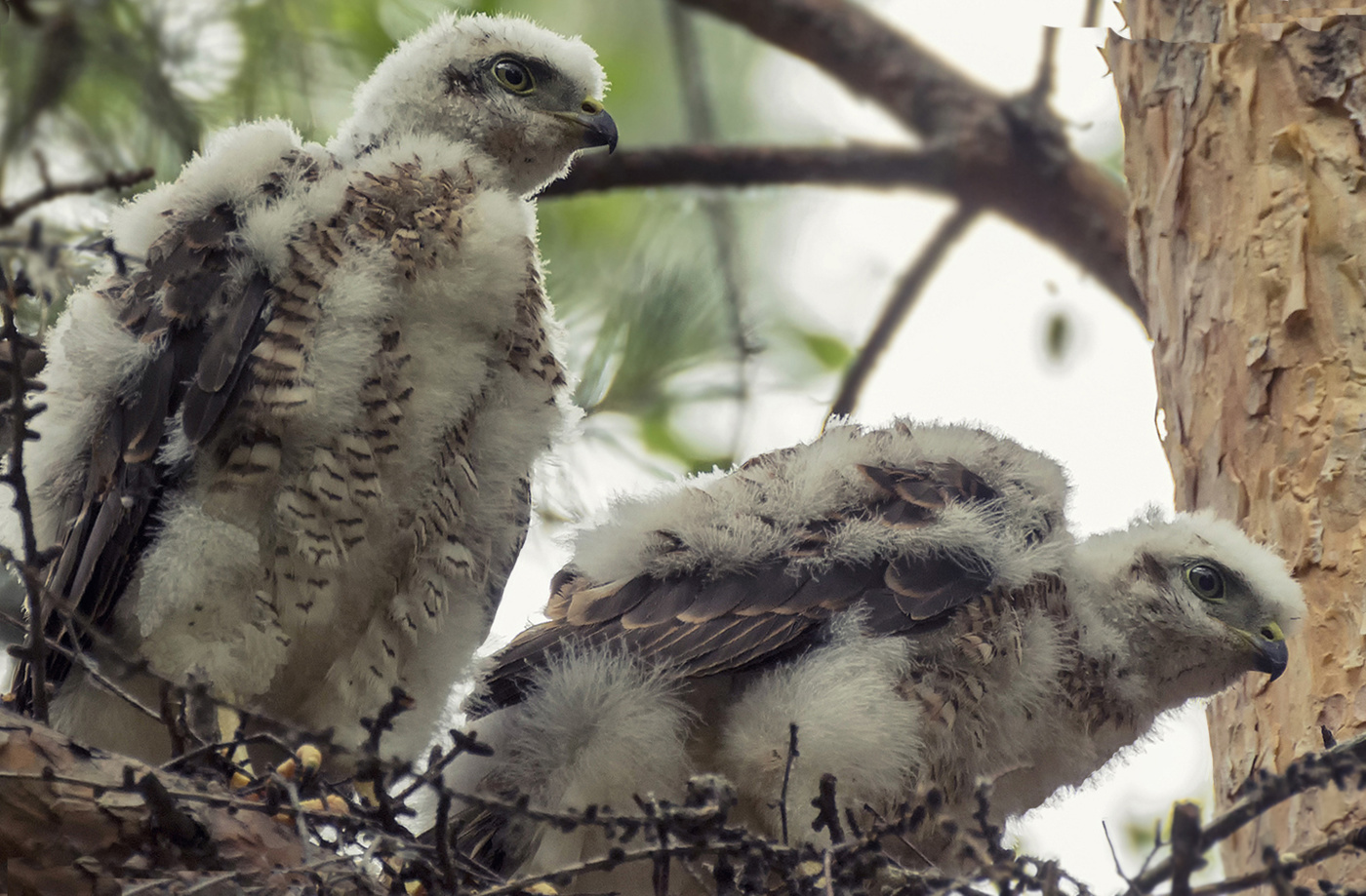 Птенцы (слётки) ястреба..
