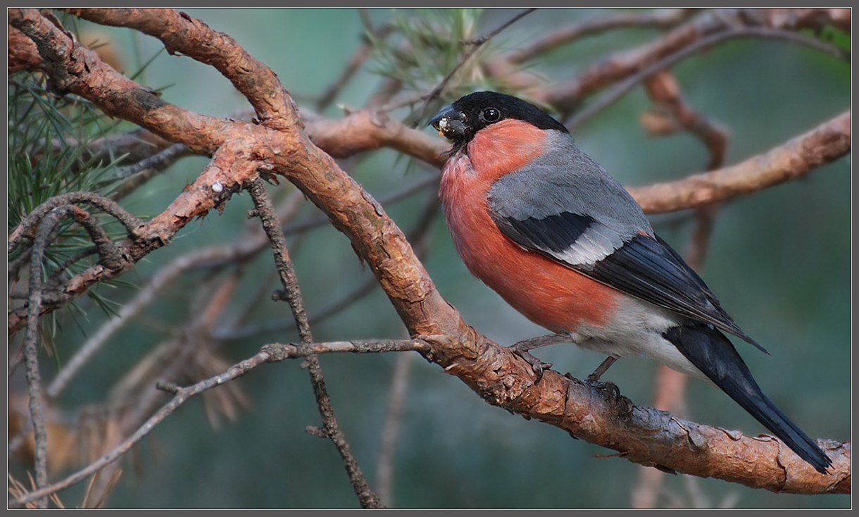Летние каникулы снегиря
