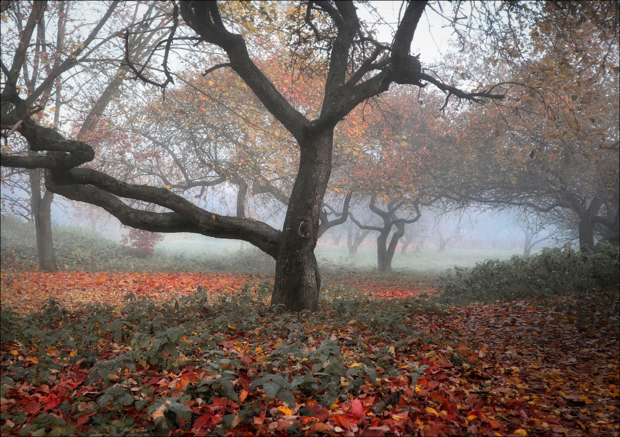 Осенние силуэты