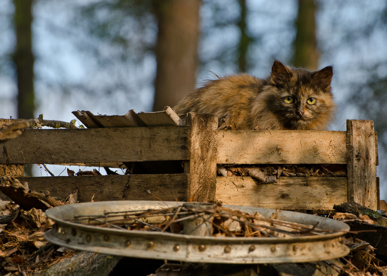 Котейка из Архангельского