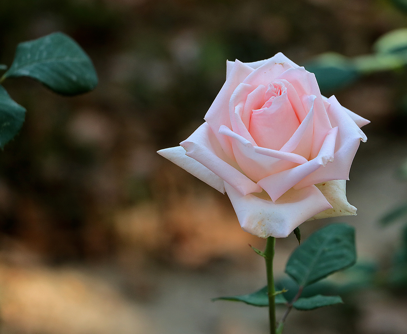 Октябрьская нежная...