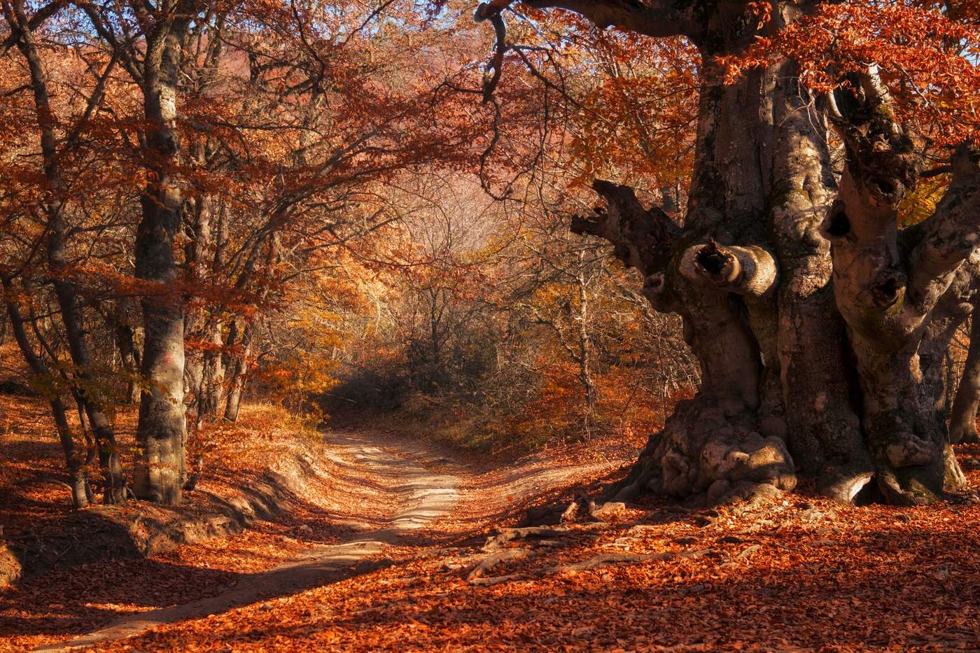 В осеннем лесу