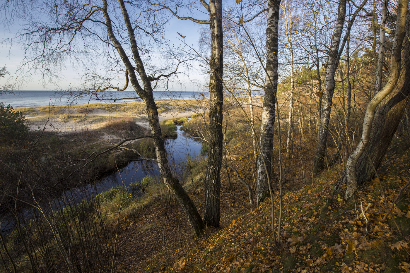 Листопад в дюнной зоне