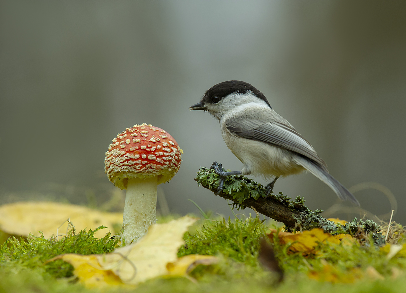 Осенний мухомор