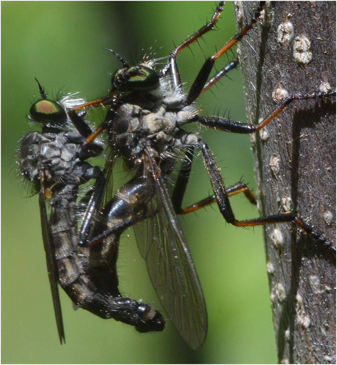 Мухи - разбойники.