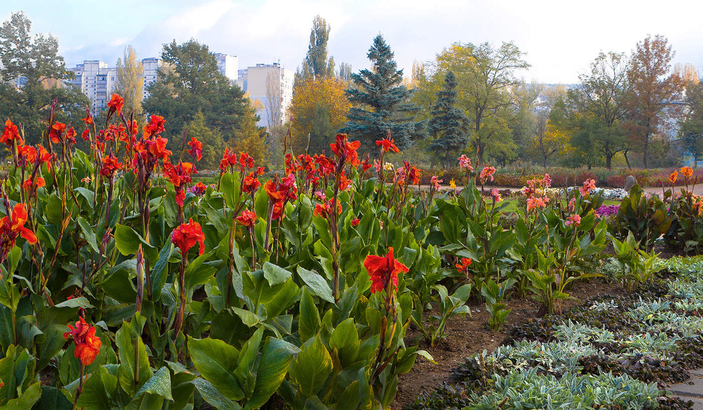 Гладиолусы по осени
