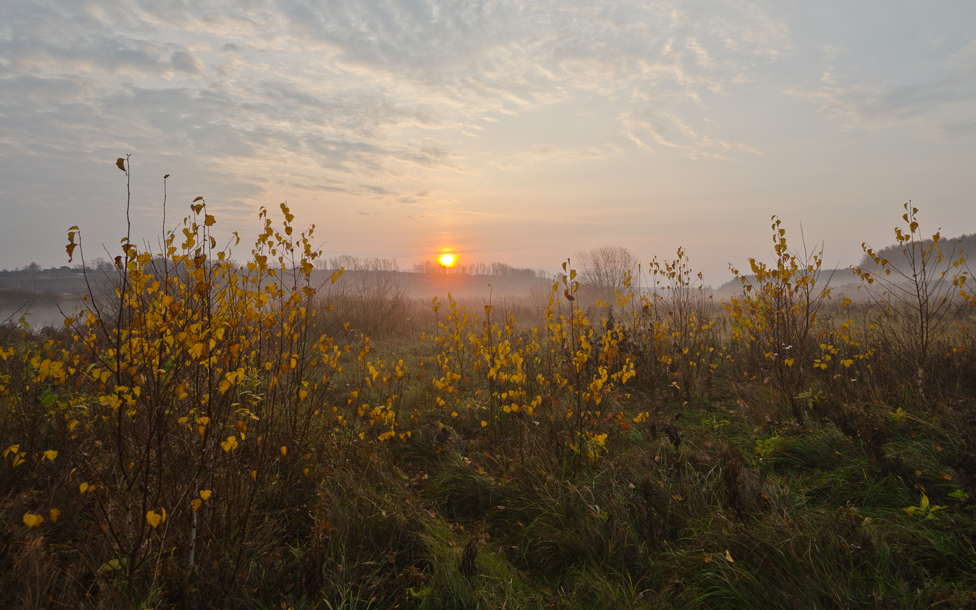 Утро молодых берёз. Осень