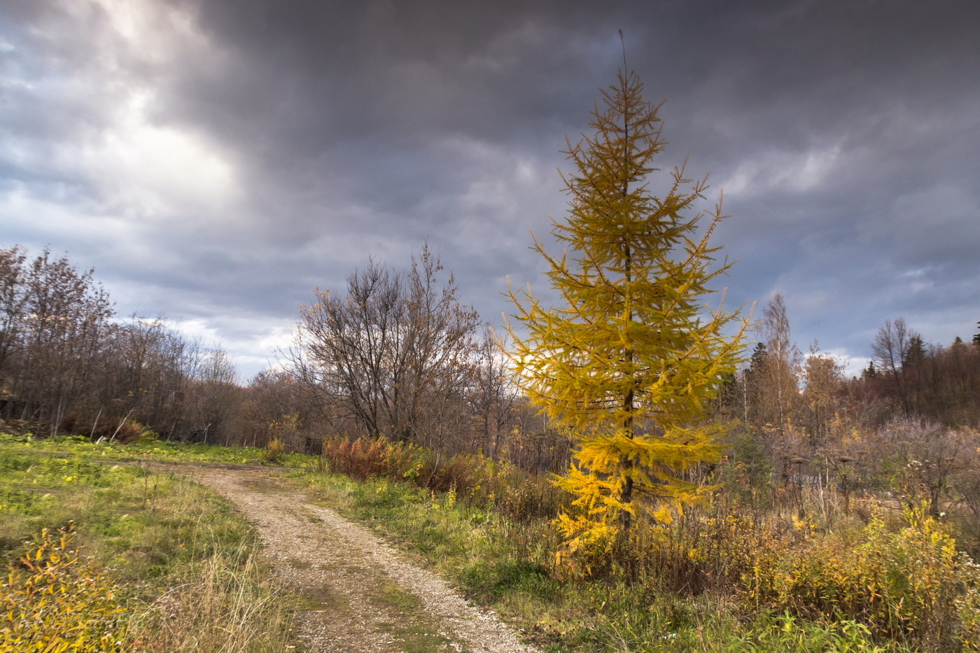 Лиственница