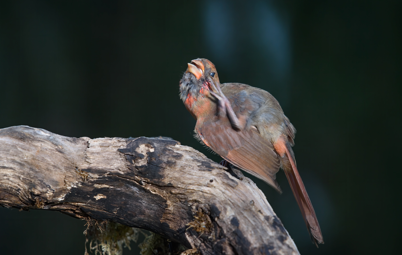 Northern Cardinal (female-juvenile)