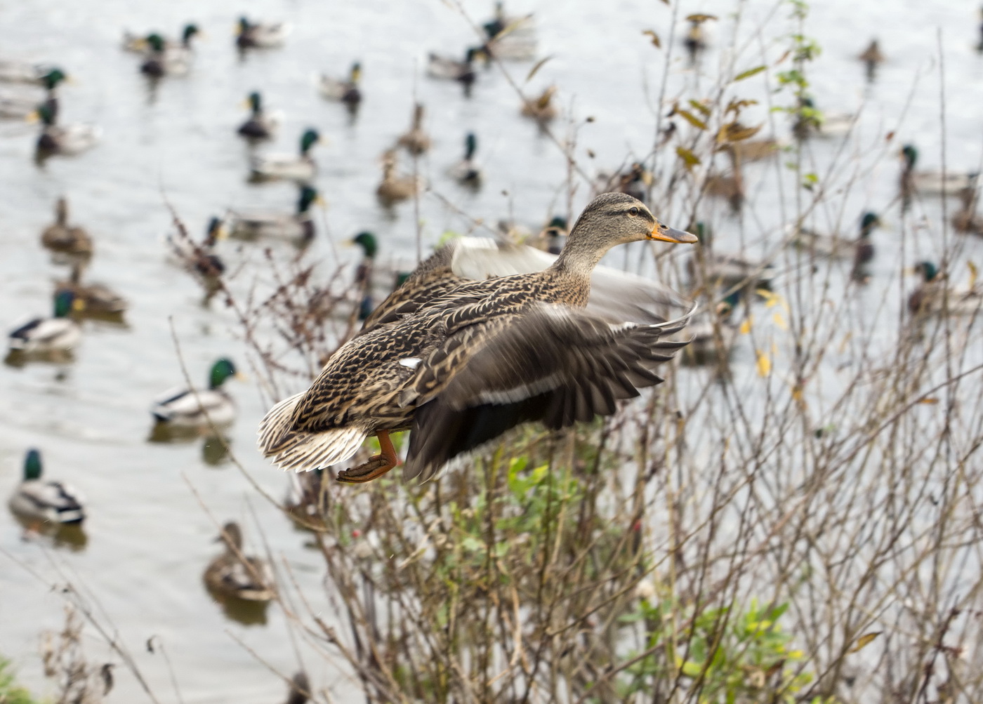 Куда бы приводниться?