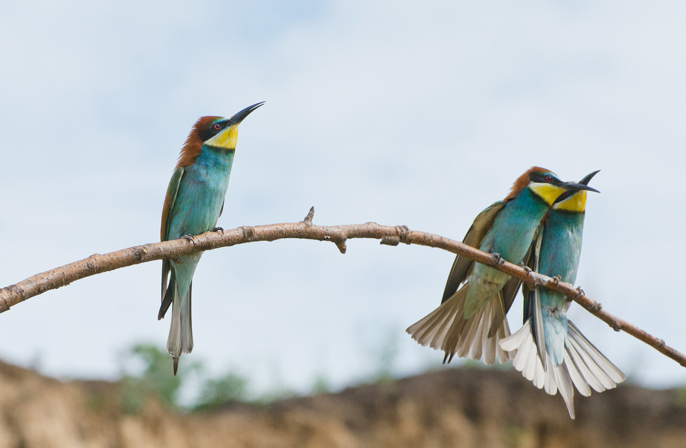 Третий лишний...